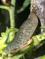 Image of Cuban slug