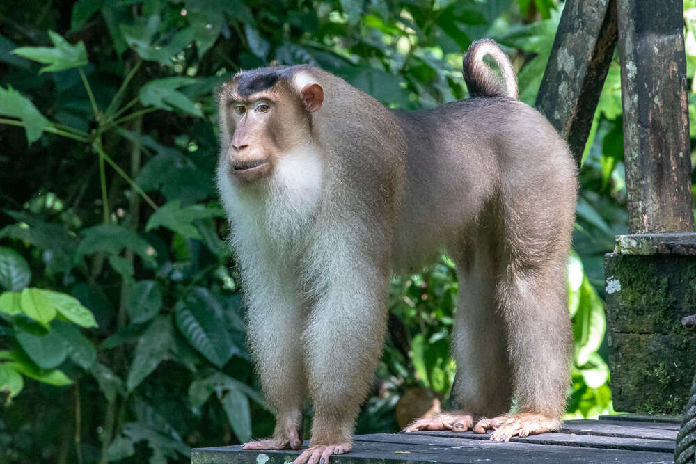 Image of Pig-Tail Macaque