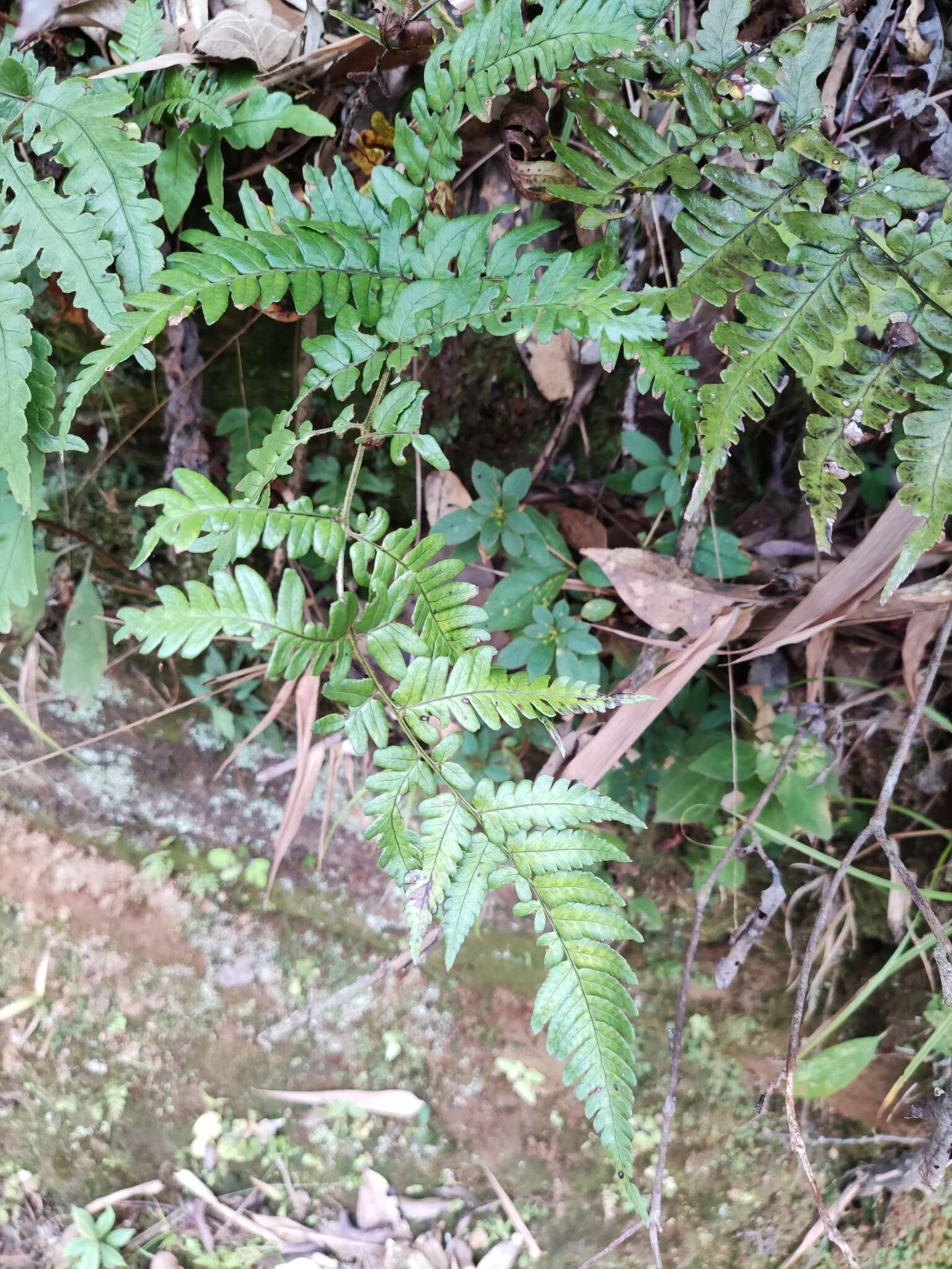 Plancia ëd Dryopteris fuscipes C. Chr.