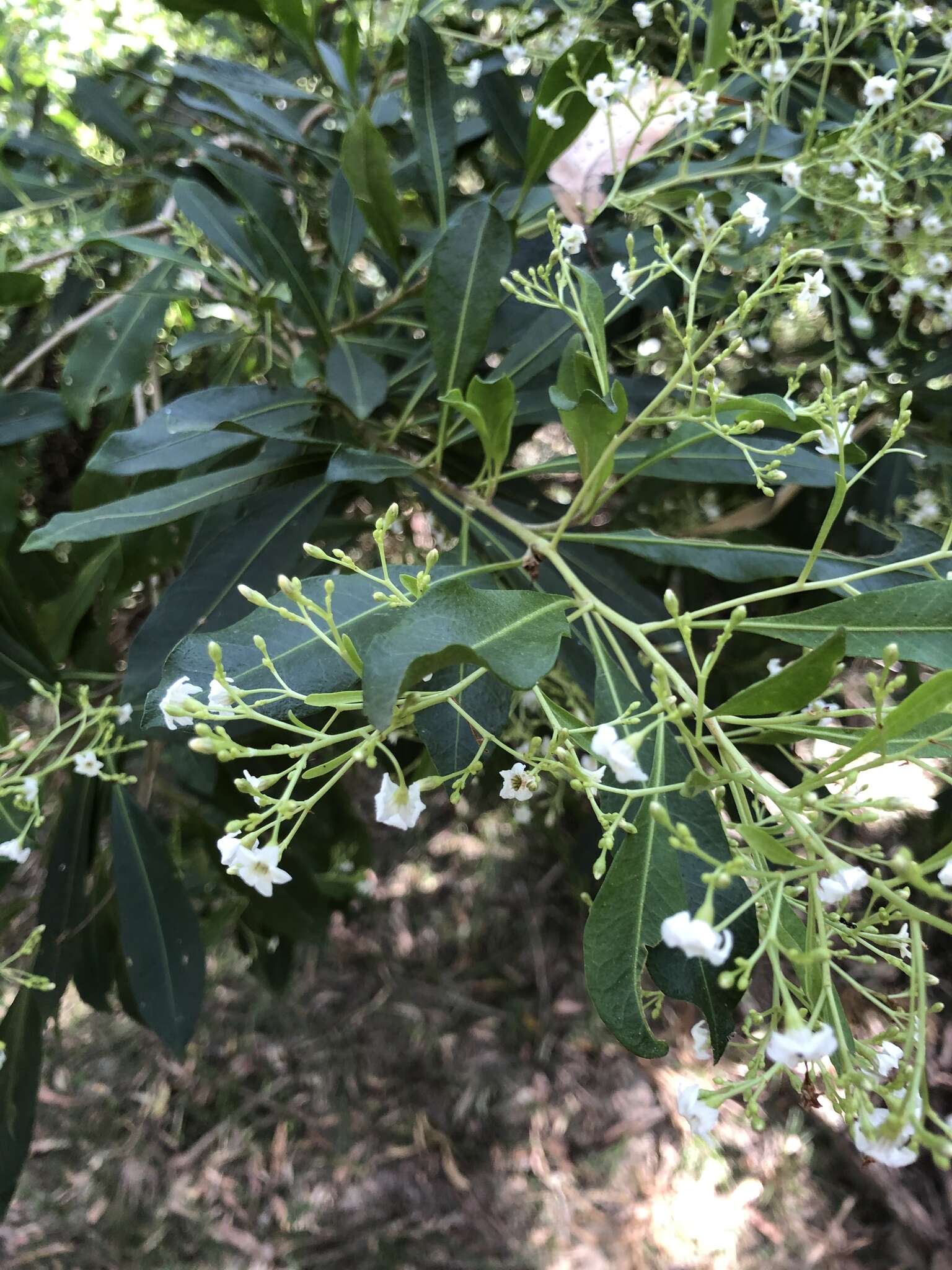 Image of Corkwood