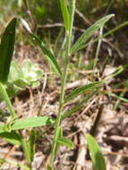 Слика од Asemeia grandiflora (Walt.) Small