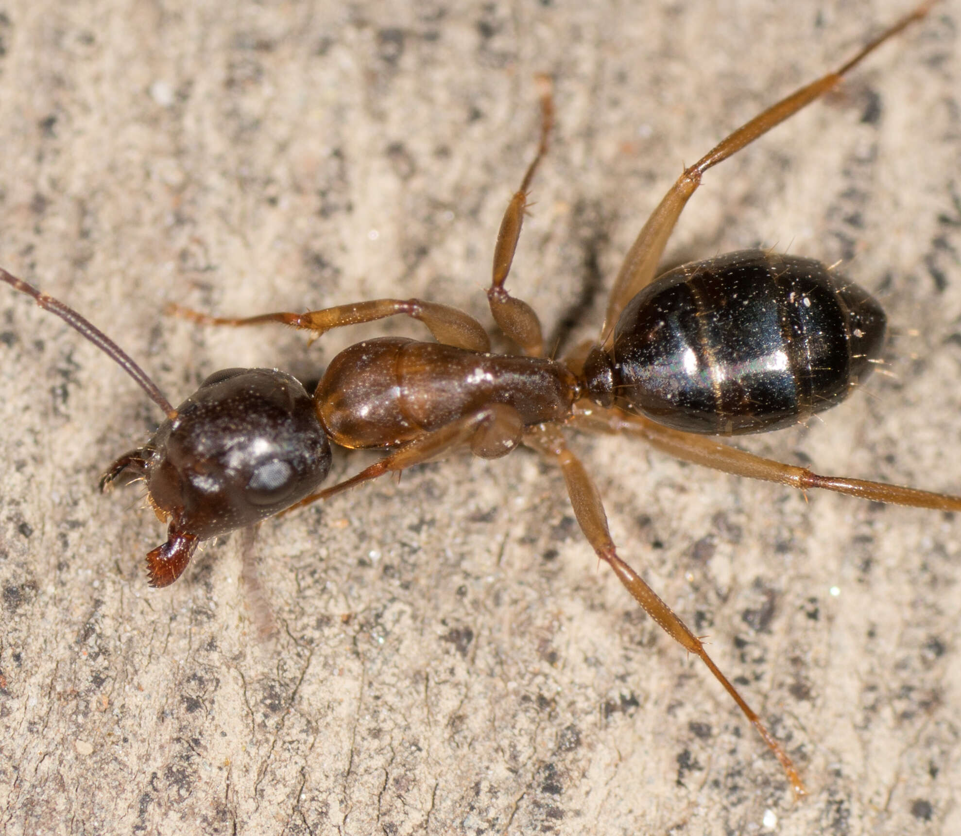 Image of Camponotus clarithorax Creighton 1950