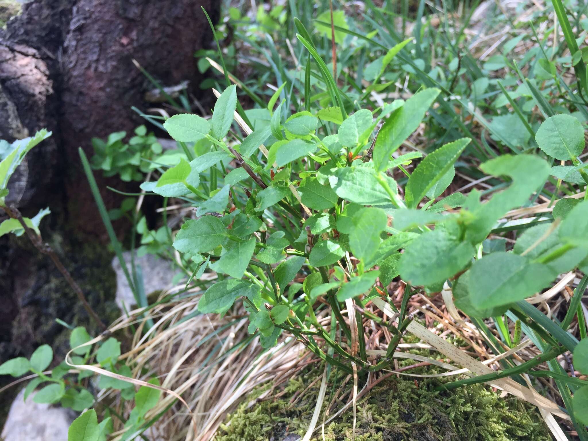 Image of bilberry