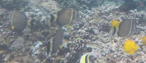 Image of Mustard Surgeonfish