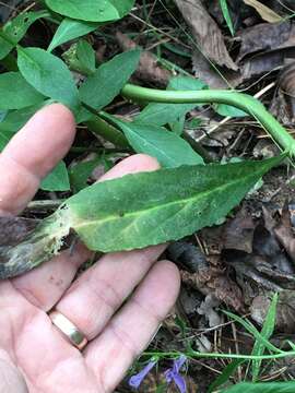 Image of southern lobelia