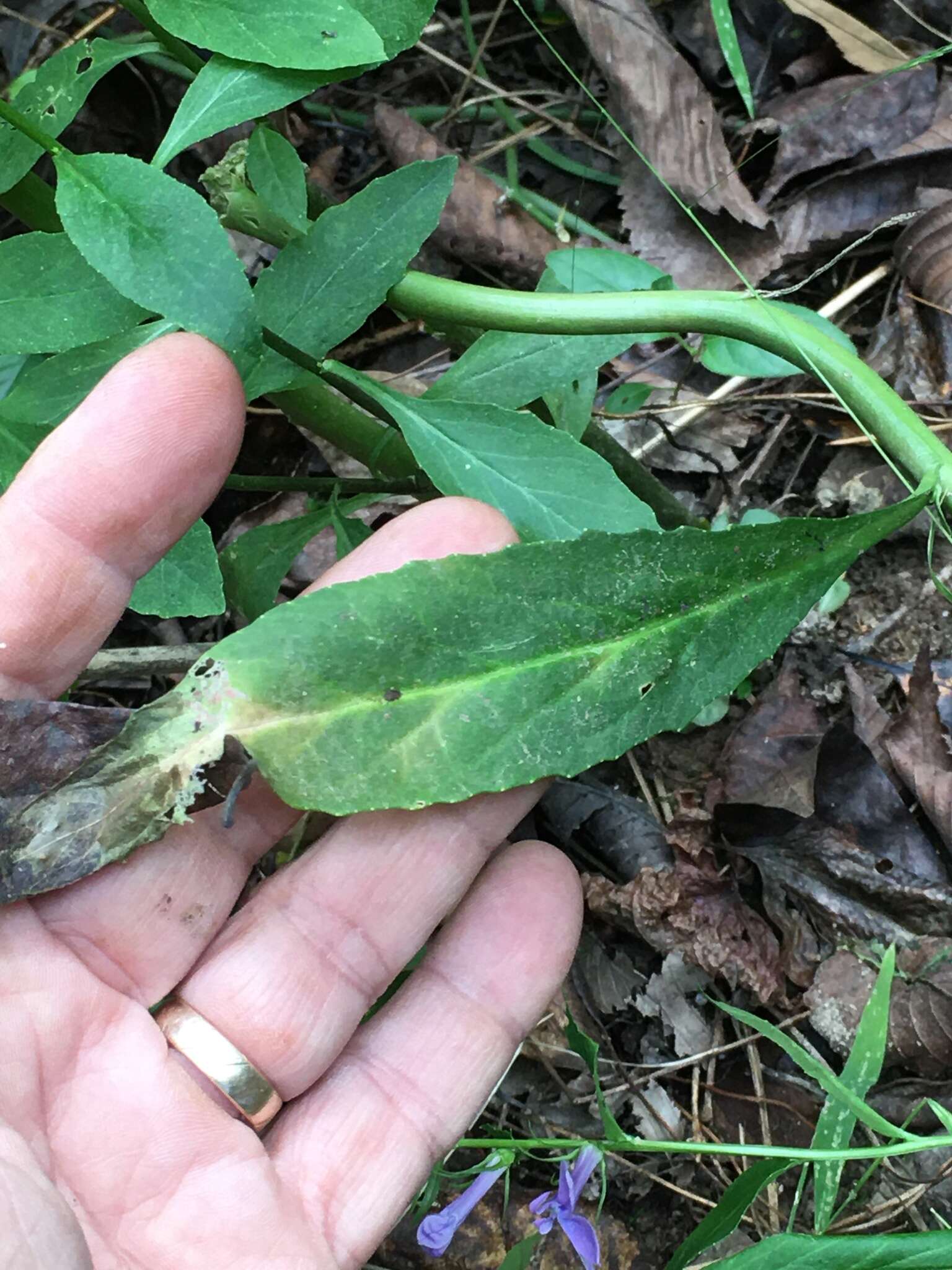 Image of southern lobelia