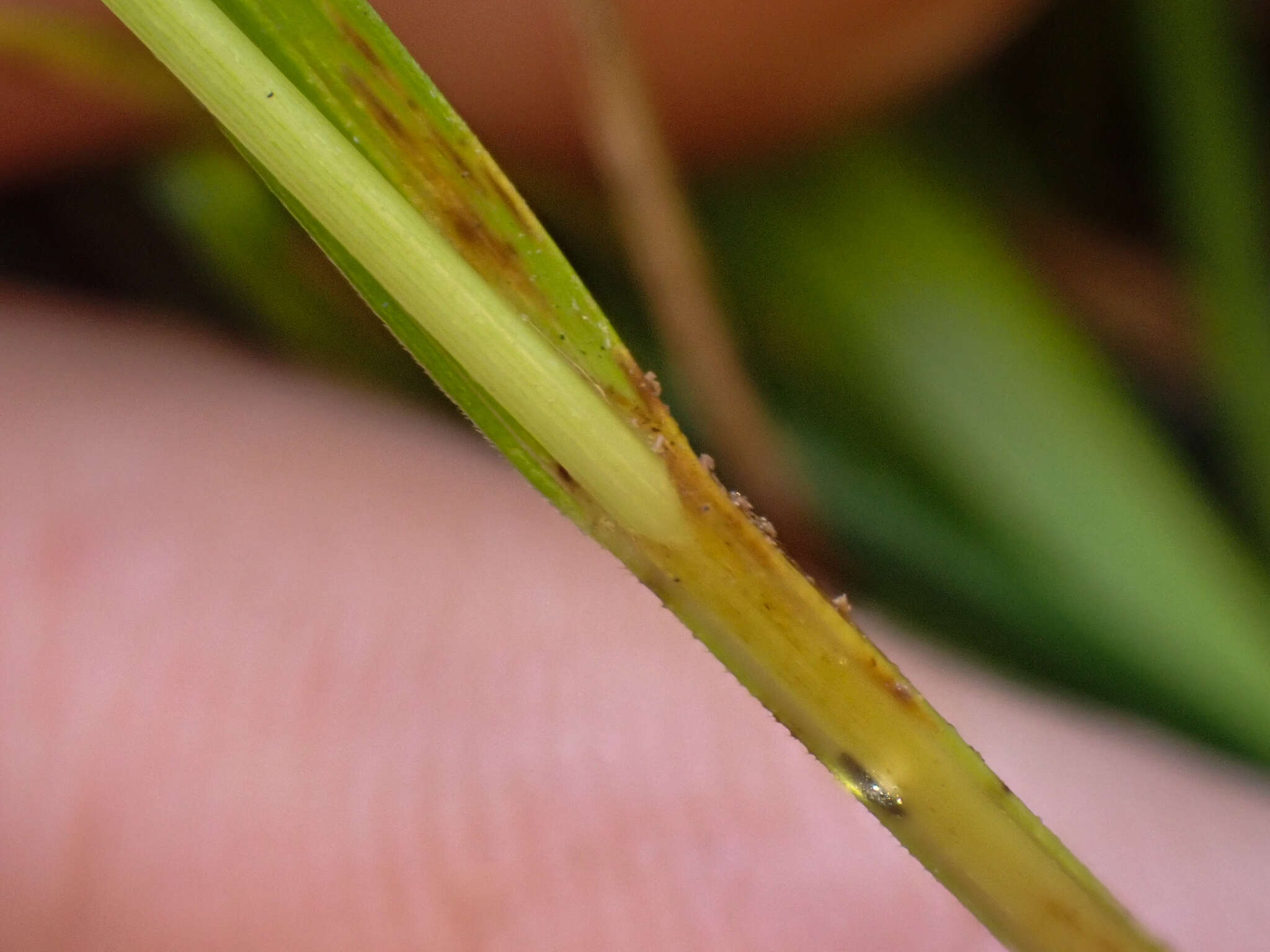 Imagem de Carex mendocinensis Olney ex Boott