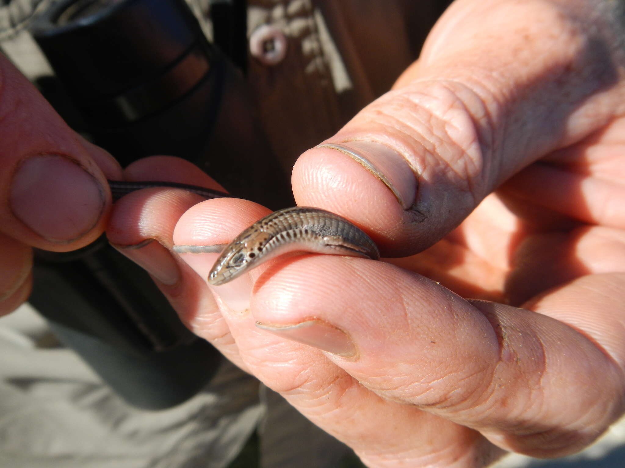 Image of Longtail Whip Lizard