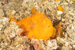 Image of Painted frogfish