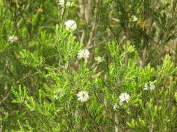 Sivun Melaleuca ericifolia Sm. kuva