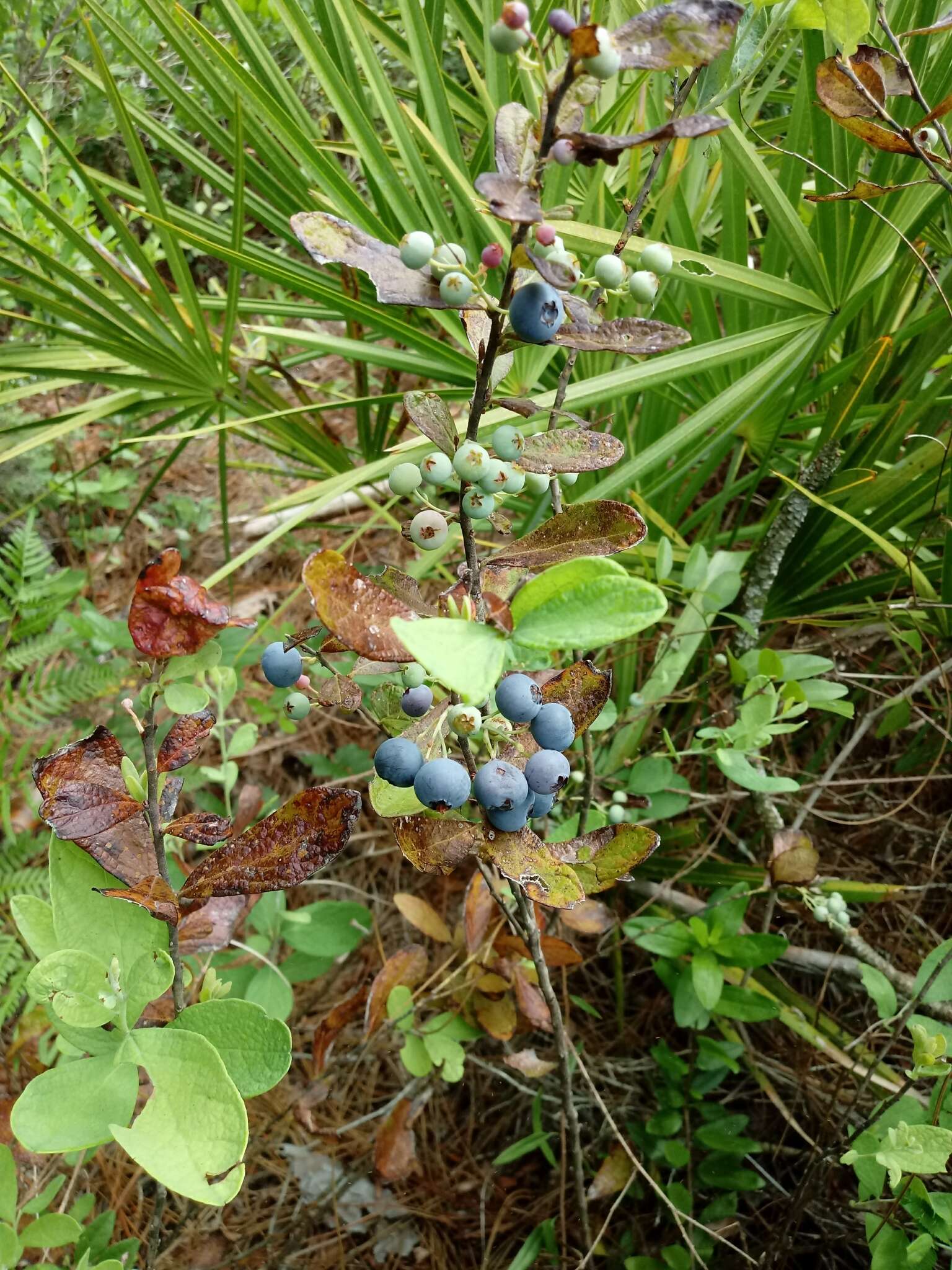 Image of Confederate huckleberry