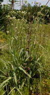 Image of Eryngium yuccifolium var. yuccifolium