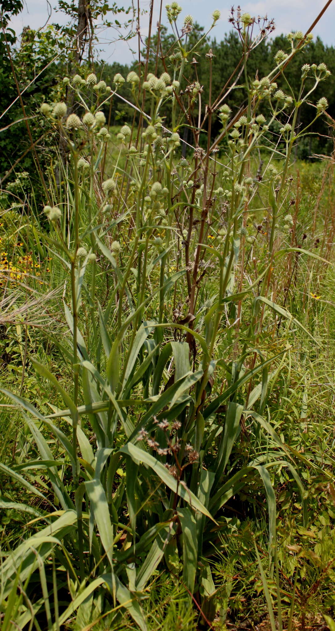 Image of Eryngium yuccifolium var. yuccifolium