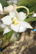 Image of Rhynchostele candidula (Rchb. fil.) Soto Arenas & Salazar