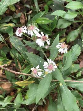 Image of Symphyotrichum schaffneri (S. D. Sundb. & A. G. Jones) G. L. Nesom