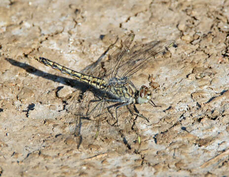 Brachythemis leucosticta (Burmeister 1839) resmi