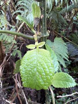 Imagem de Phyllostegia ambigua (A. Gray) Hillebr.