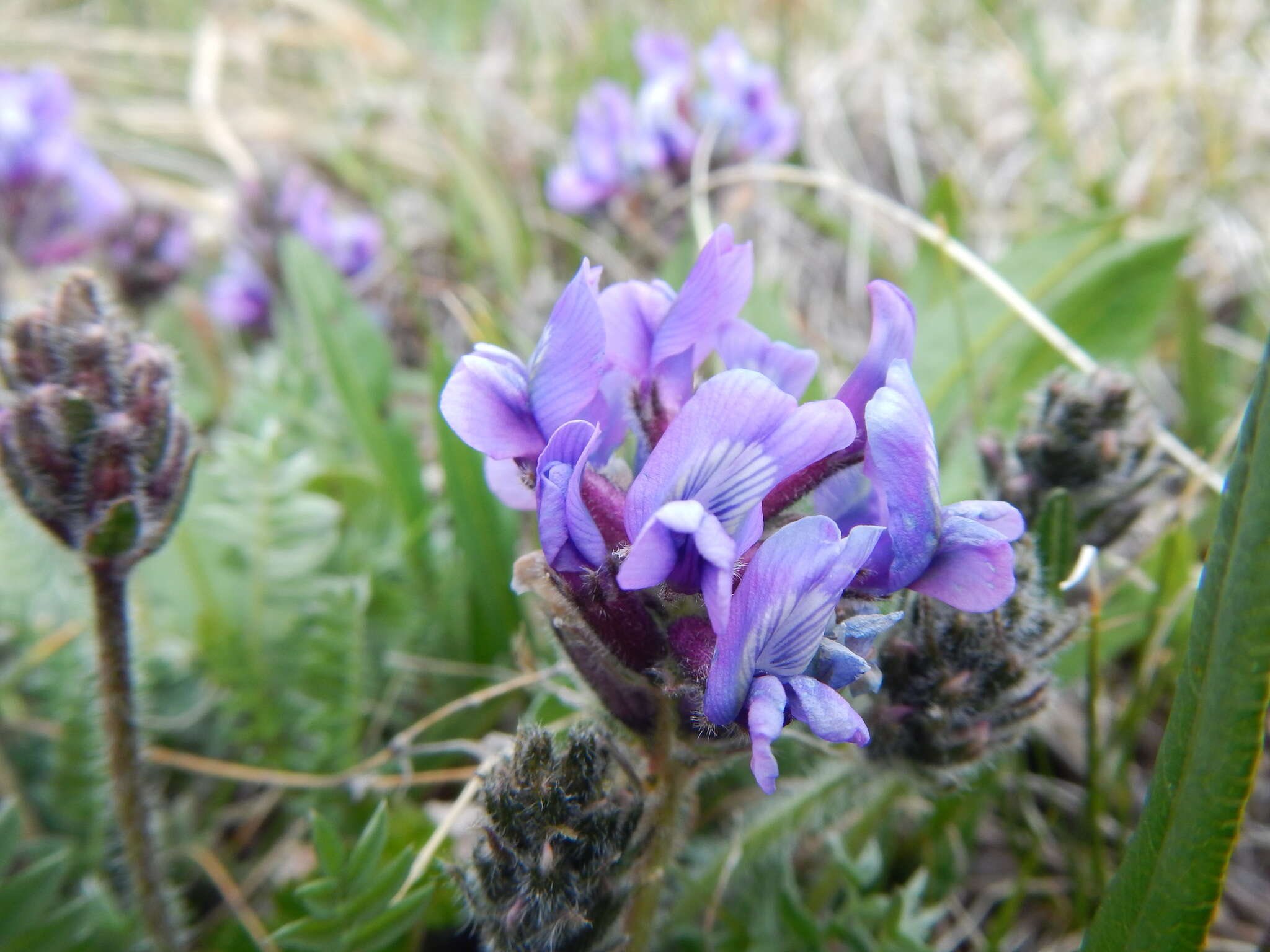 Oxytropis alpina Bunge resmi