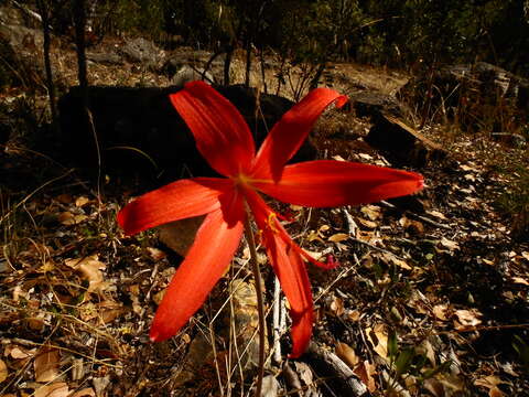 Image of Zephyranthes splendens (Renjifo) Nic. García