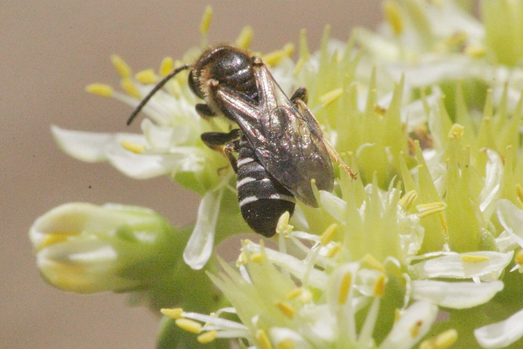 Image of Halictus maculatus Smith 1848