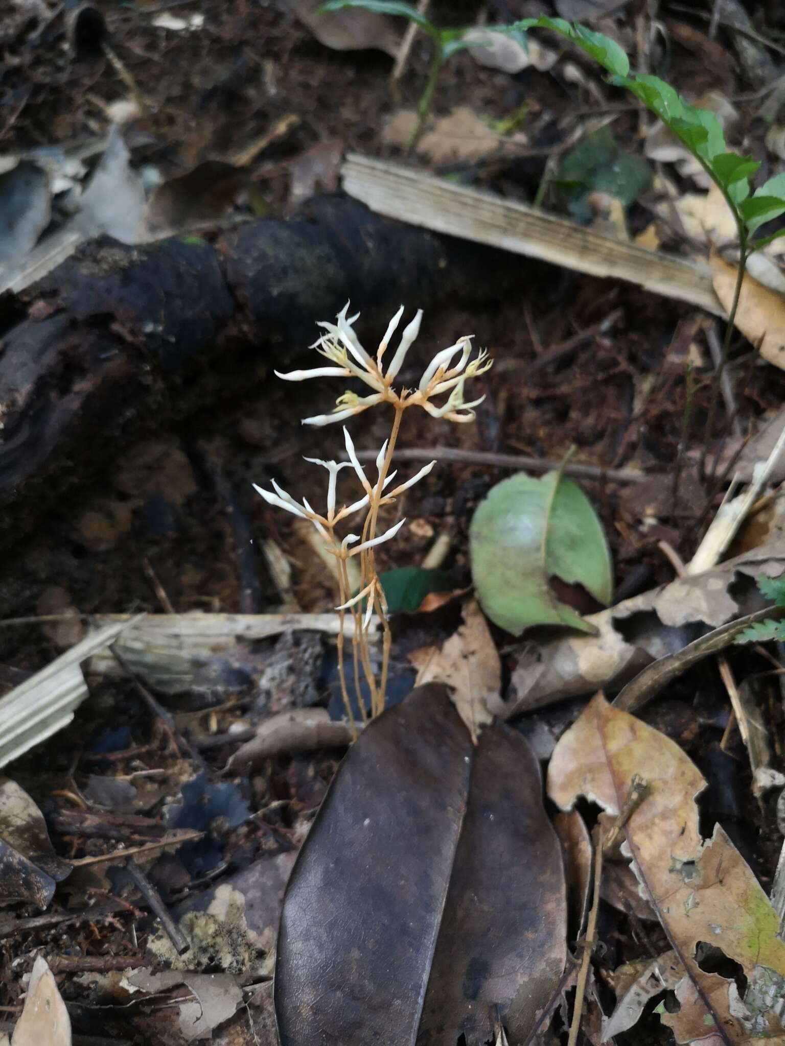 Image of Voyria corymbosa Splitg.