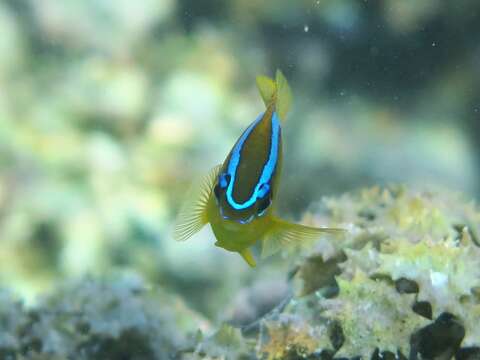 Image of Blueribbon damsel