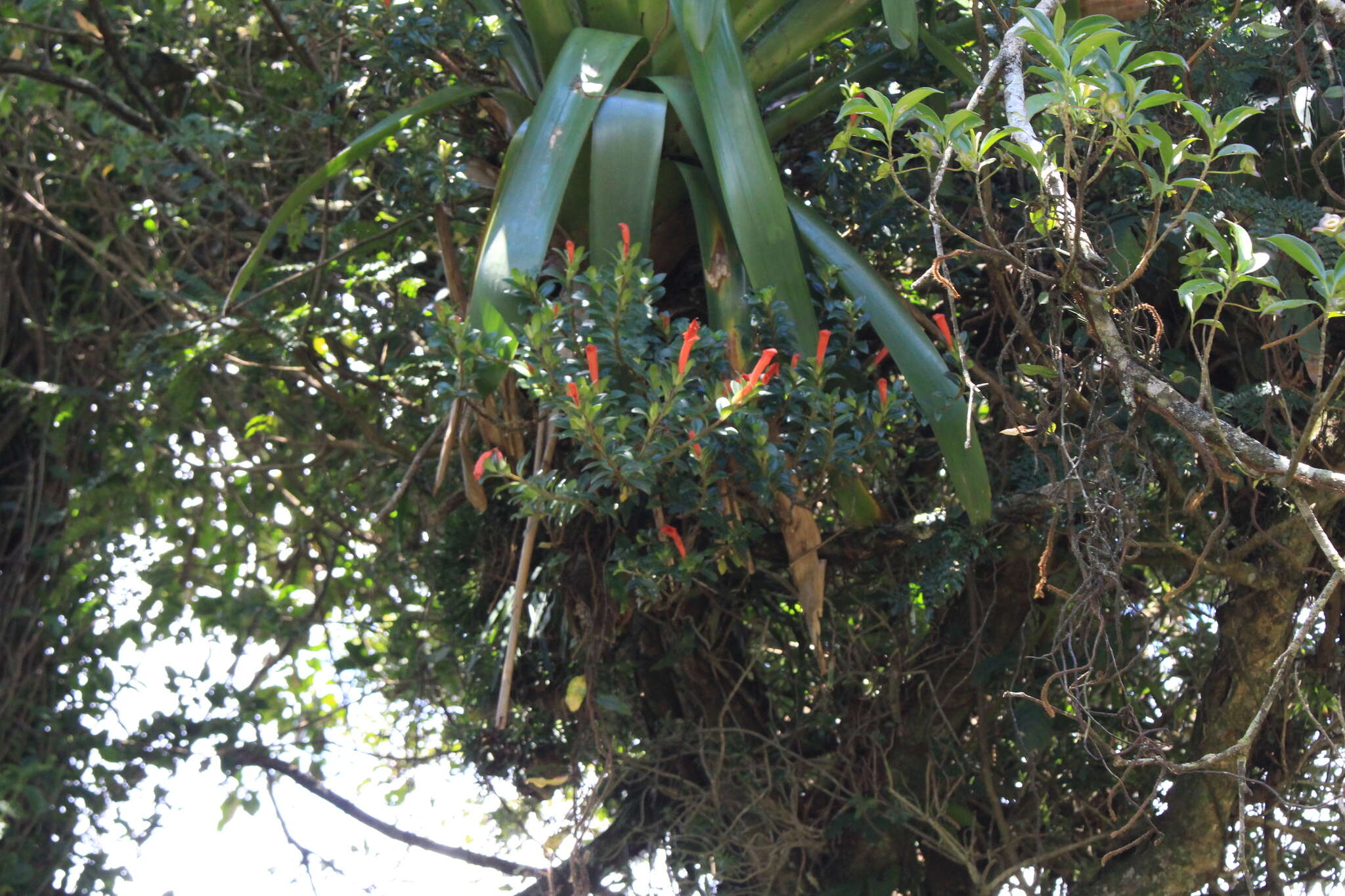 Image of Columnea glabra Oerst.