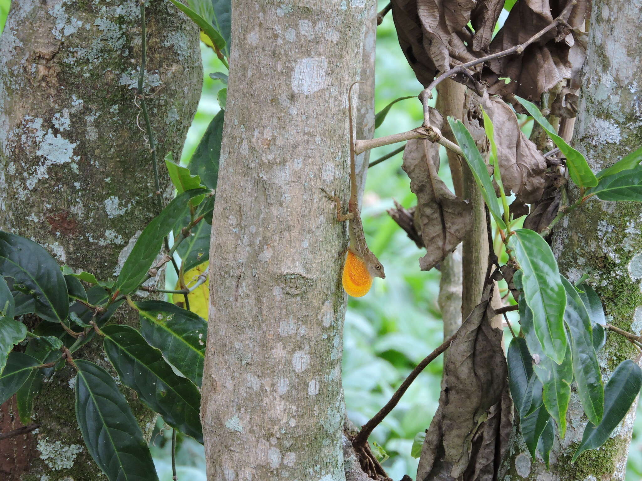 Sivun Anolis polylepis Peters 1874 kuva