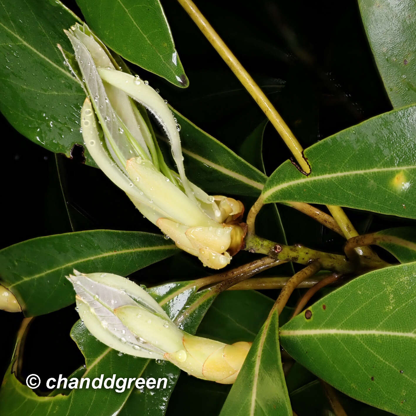 Plancia ëd Machilus chekiangensis S. K. Lee