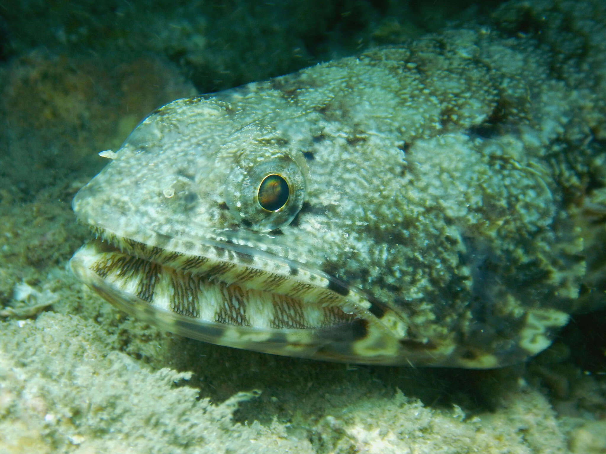 Image of Gracile lizardfish