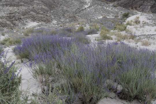 Image of <i>Salvia abrotanoides</i>