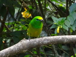 Image of Blue-naped Chlorophonia