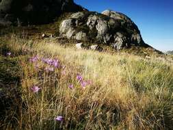 Crocus nudiflorus Sm. resmi