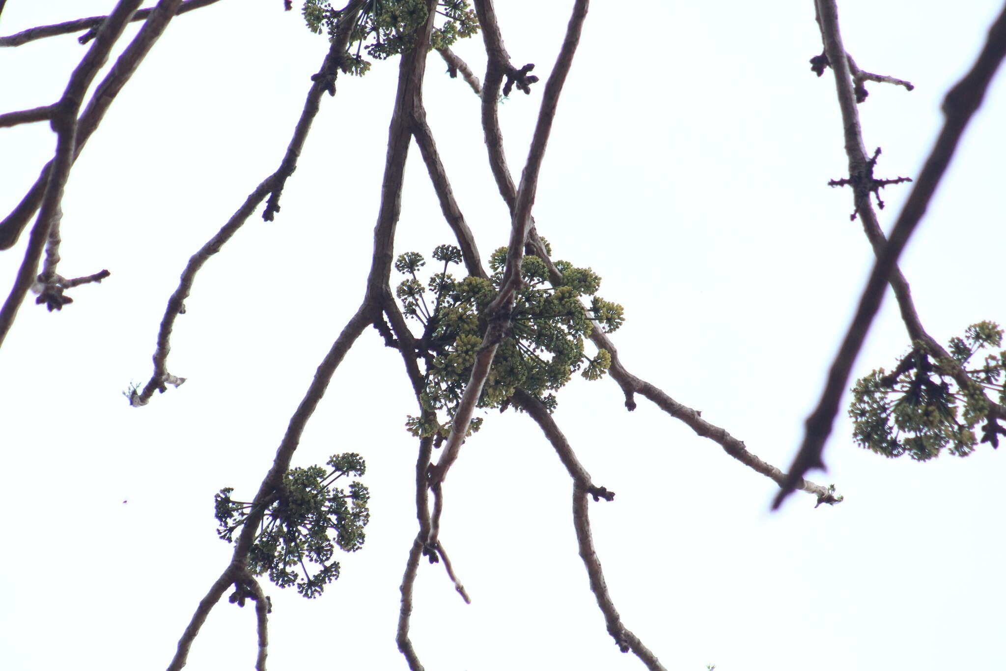 Image de Aralia excelsa (Griseb.) J. Wen