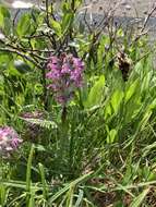 Image of Rocky Mountain Lousewort