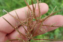 Image of Jointed Flatsedge