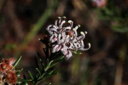 Image of Grevillea acerata Mc Gill.