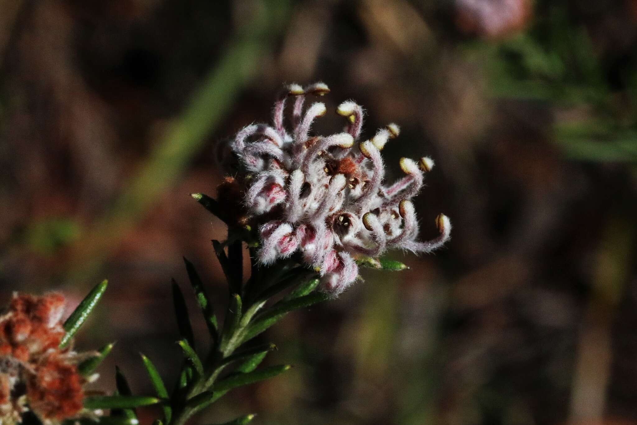 Image of Grevillea acerata Mc Gill.