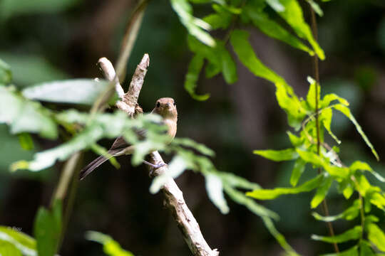 Image of Gray-throated Chat