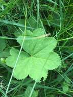 Слика од Alchemilla xanthochlora Rothm.