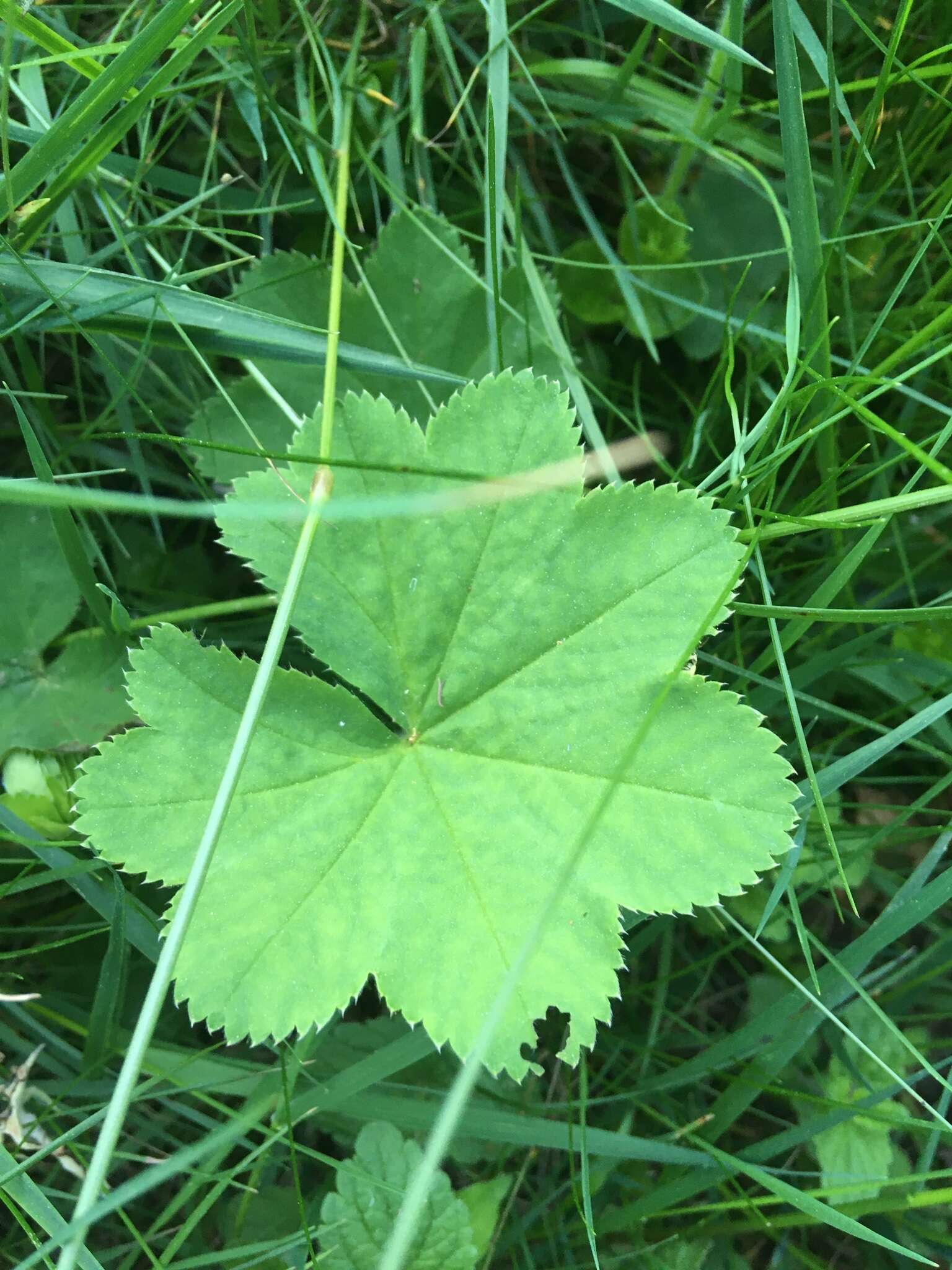 Слика од Alchemilla xanthochlora Rothm.