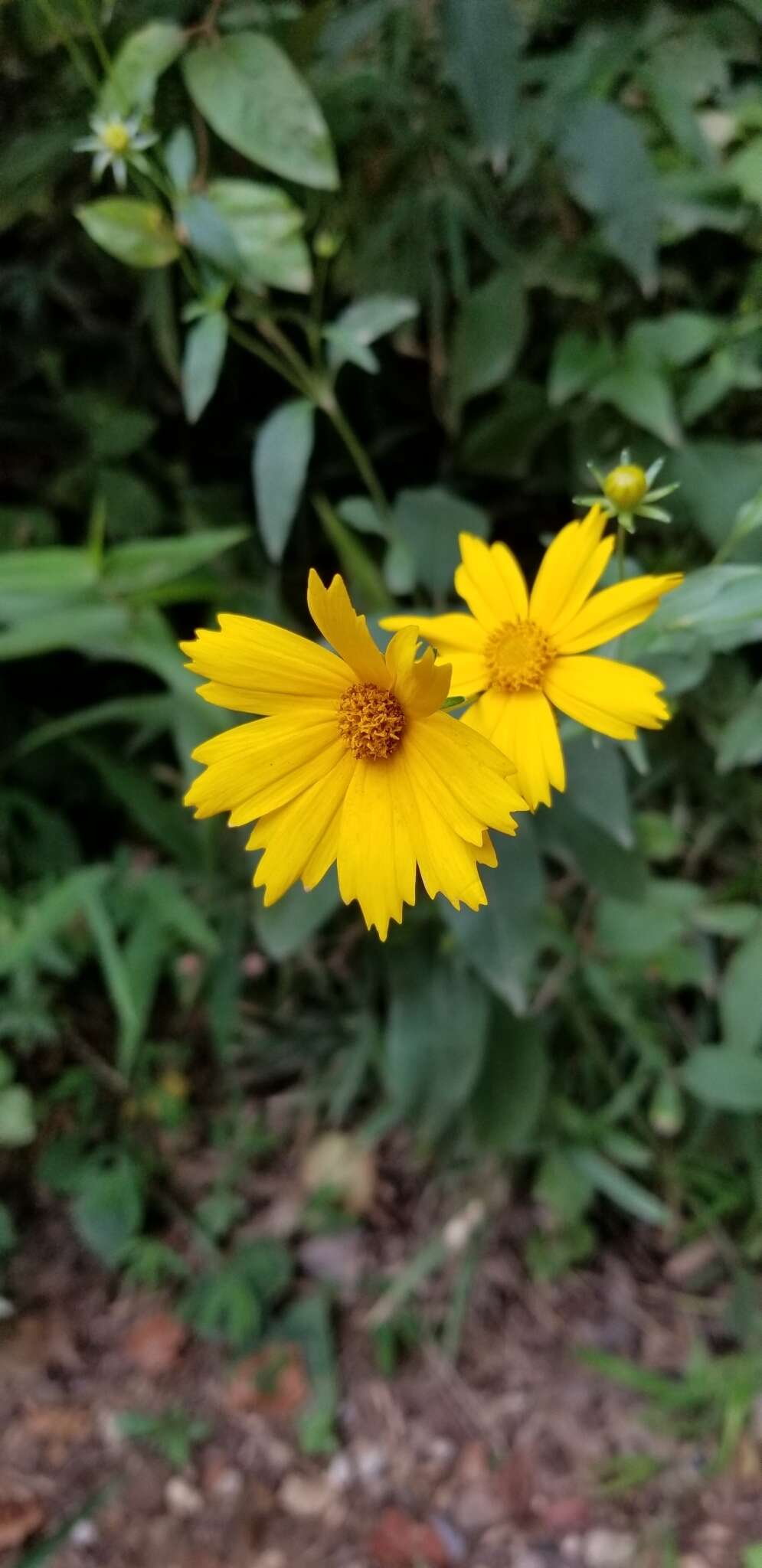 Image of <i>Coreopsis <i>pubescens</i></i> var. pubescens