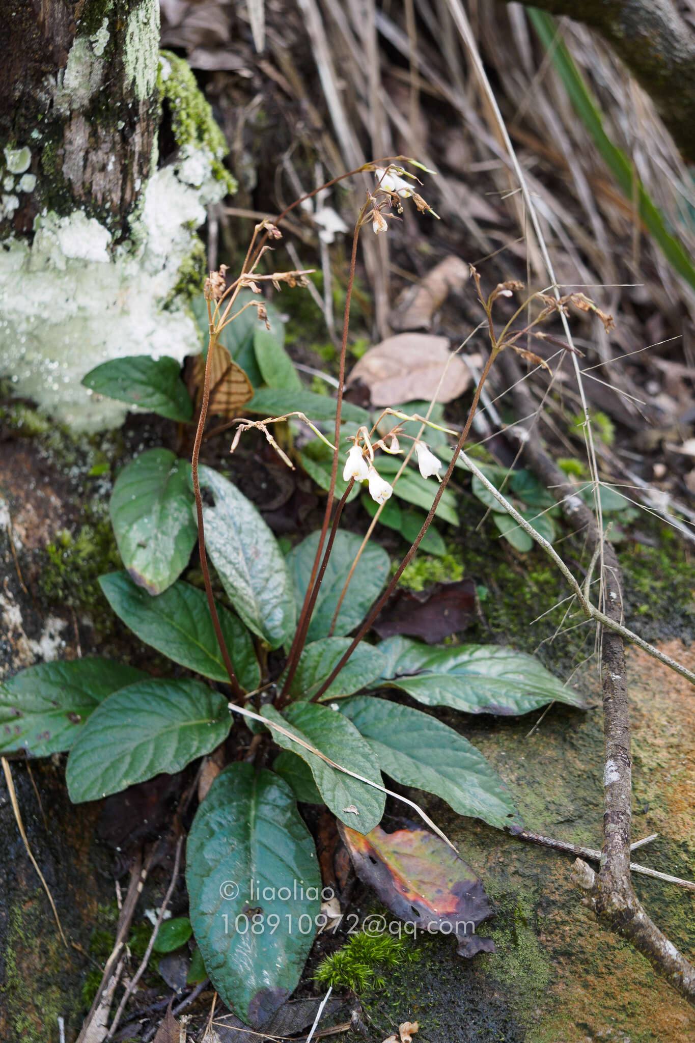 Image of Oreocharis benthamii C. B. Clarke