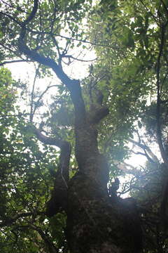 Sivun Coprosma linariifolia (Hook. fil.) Hook. fil. kuva