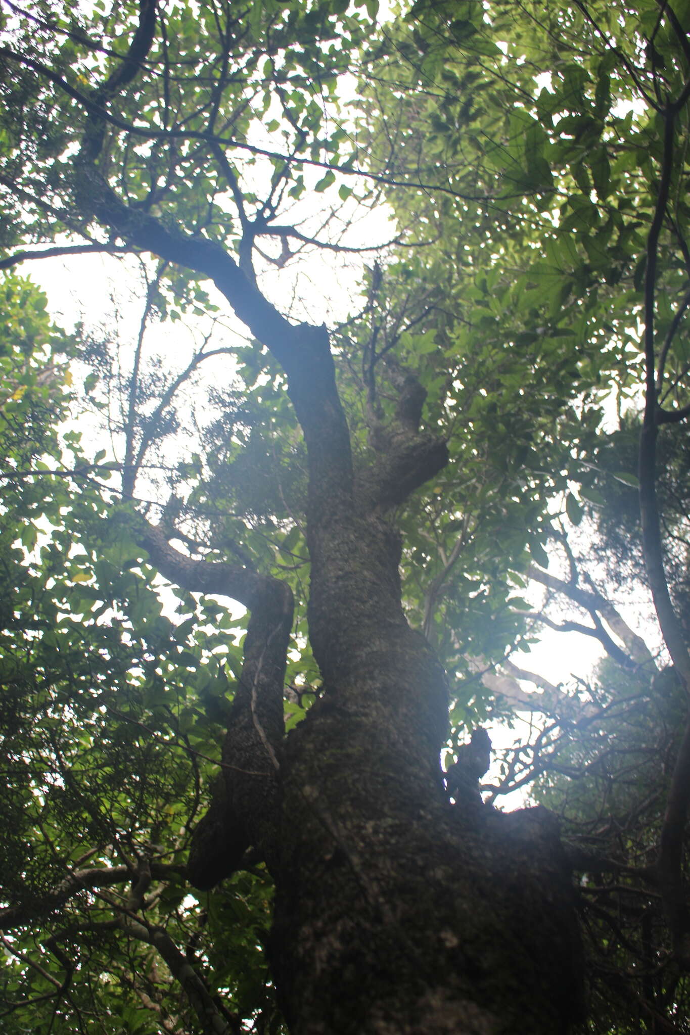 Image of Coprosma linariifolia (Hook. fil.) Hook. fil.