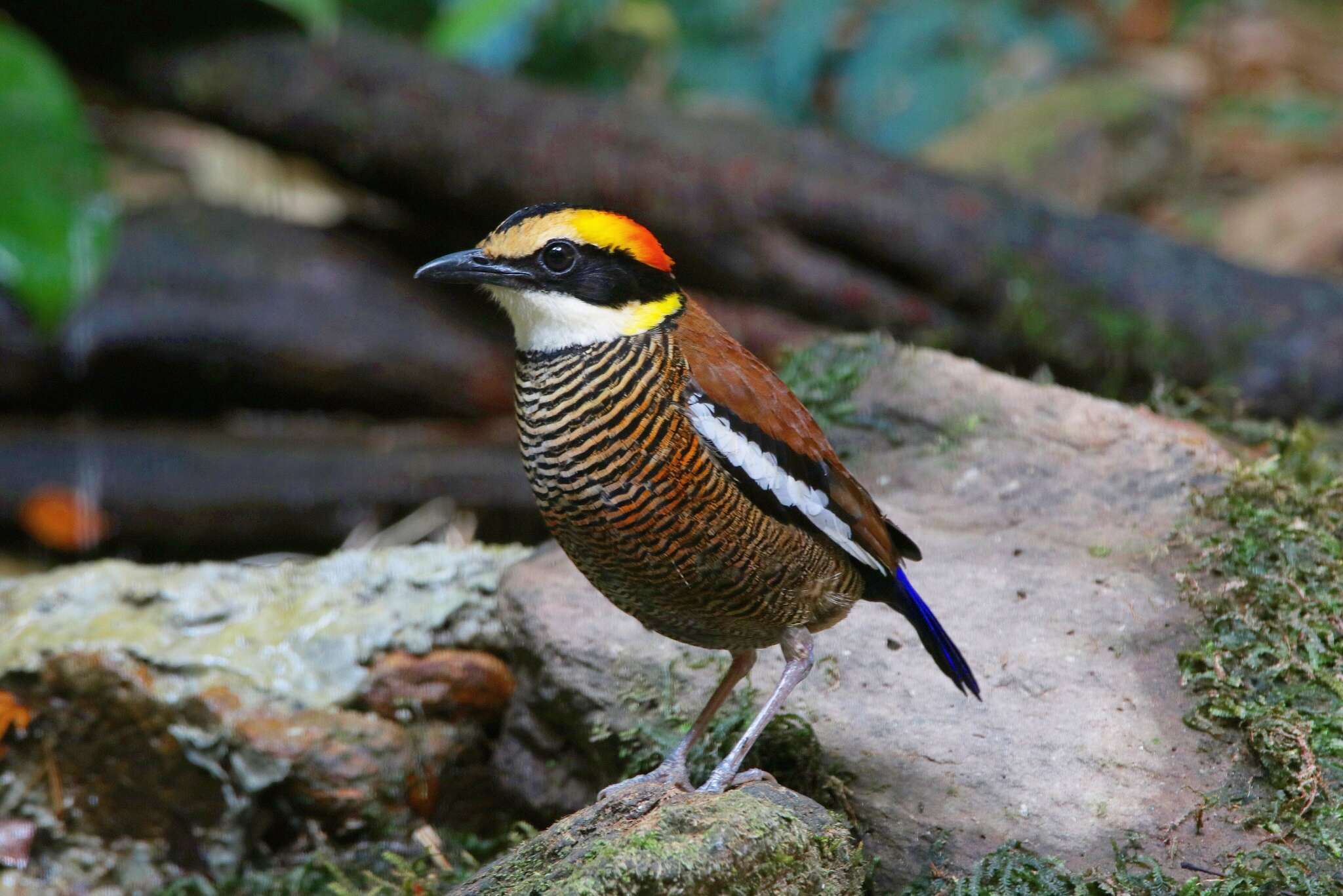 Image of Malayan Banded Pitta