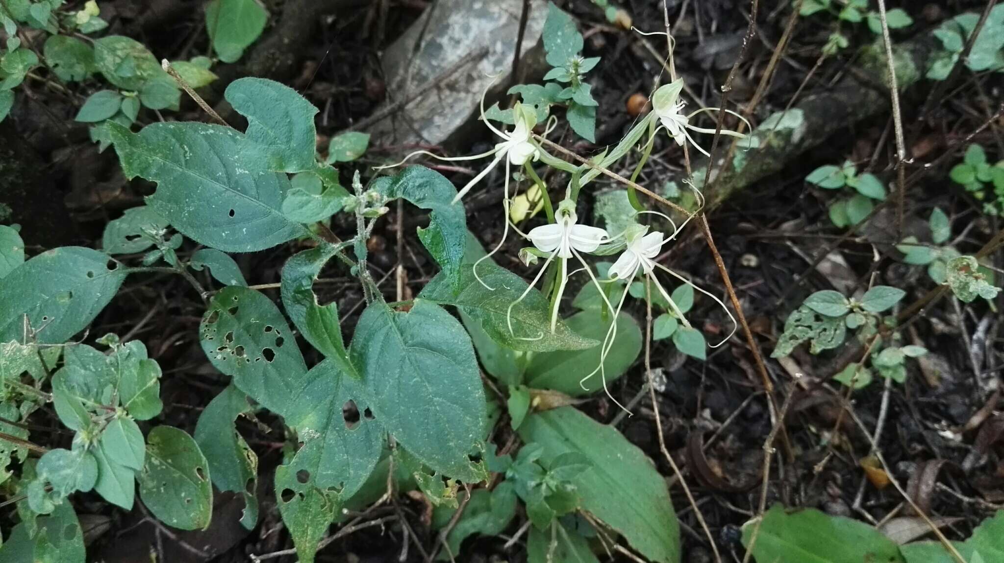 Bonatea polypodantha (Rchb. fil.) L. Bolus resmi