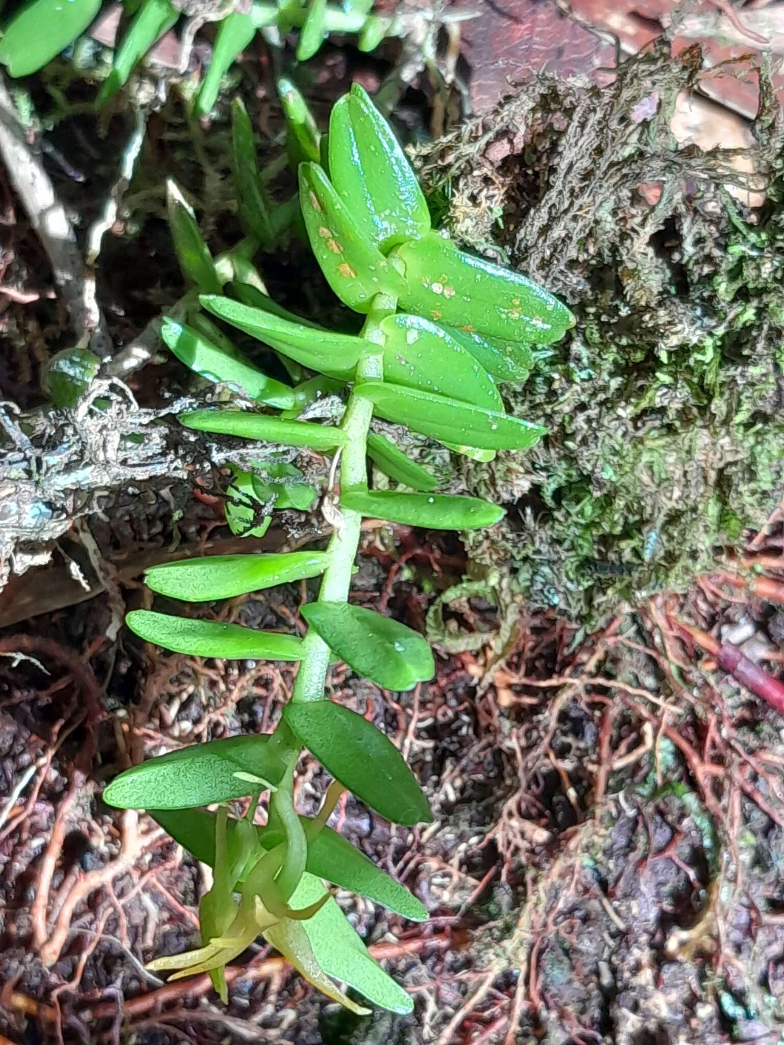 Image of Angraecum triangulifolium Senghas