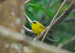 Image of Black-lored Yellowthroat