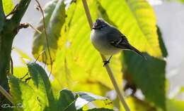 Image of White-crested Tyrannulet